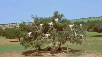 شجرة الأركان