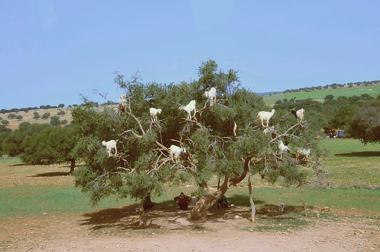 شجرة الأركان