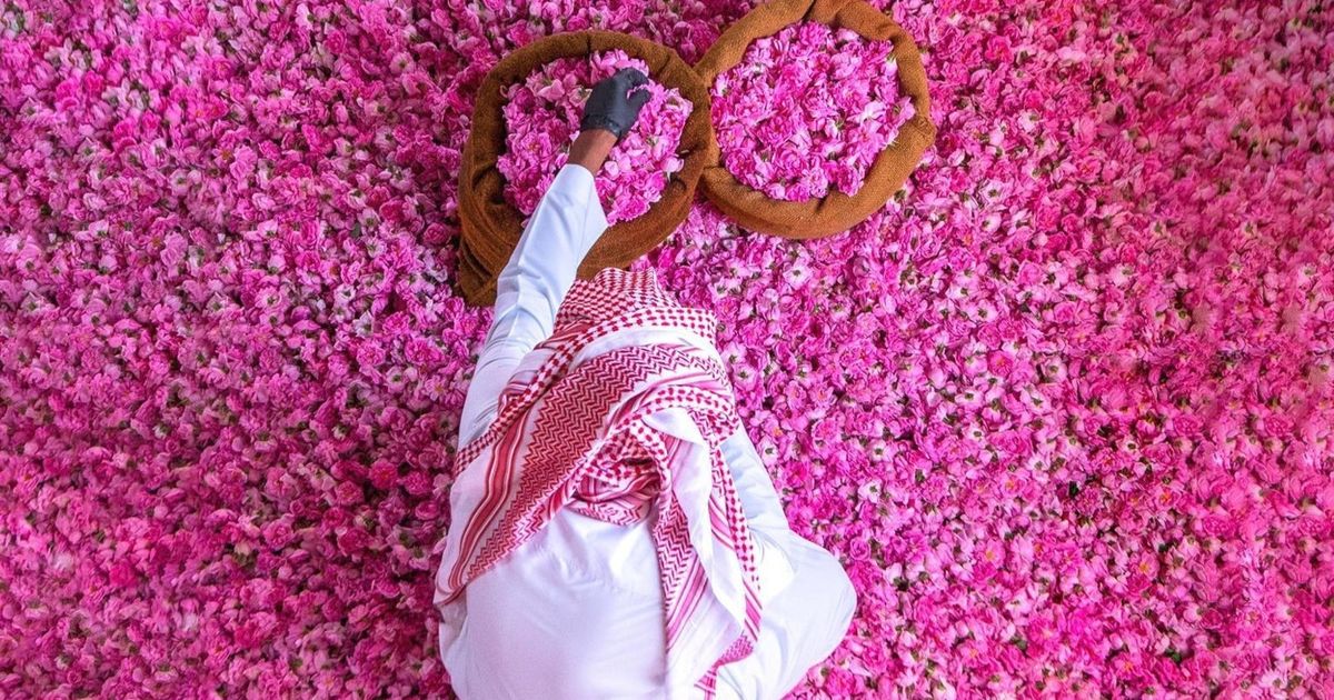 الممارسات الثقافية المرتبطة بالورد الطائفي