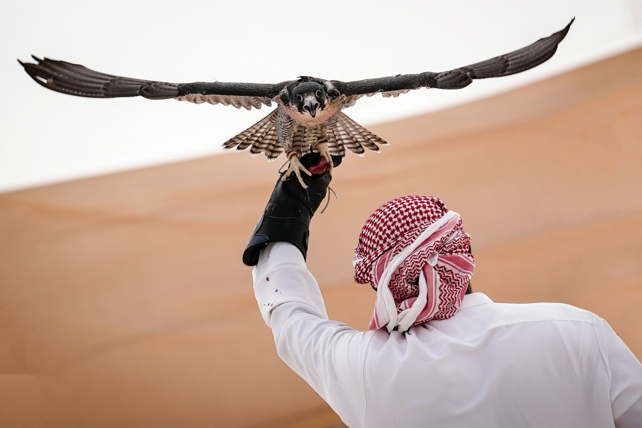 الصقارة