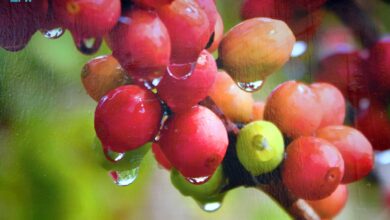 البن الخولاني السعودي