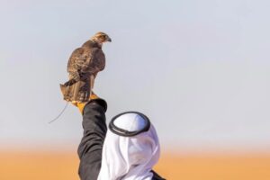 الصقارة