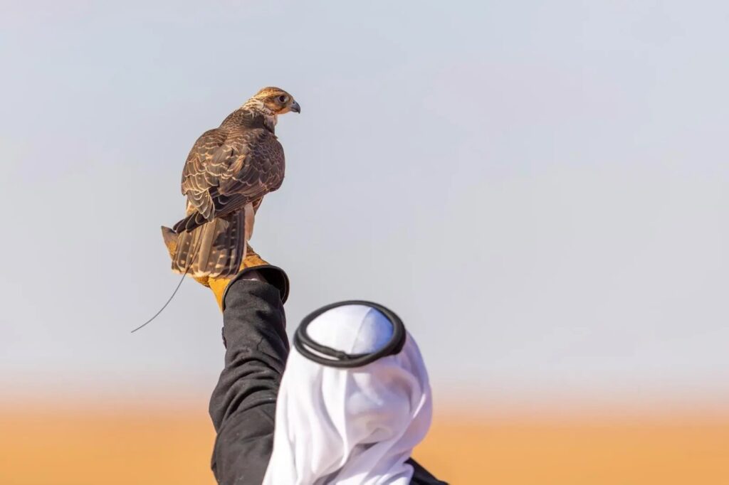 الصقارة