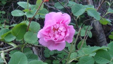 الممارسات والحرف المرتبطة بالوردة الشامية في قرية المراح