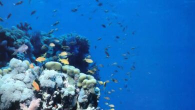 المحمية البحرية القومية لسنجانب