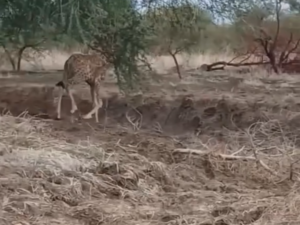 محمية الردوم السودانية