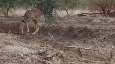 محمية الردوم السودانية