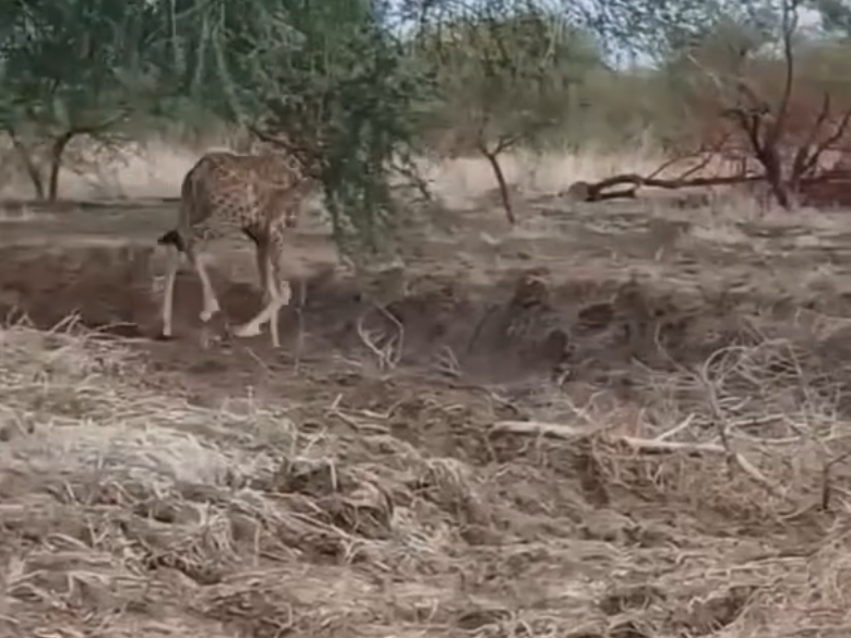 محمية الردوم السودانية