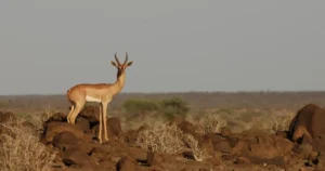 محمية جاليلو الطبيعية