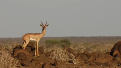 محمية جاليلو الطبيعية