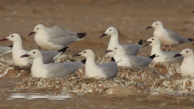 محمية مبارك الكبير