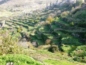 شبكة مدرجات بتير الزراعية