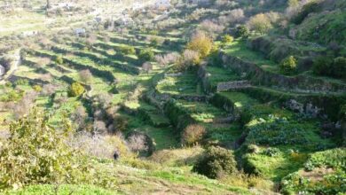 شبكة مدرجات بتير الزراعية