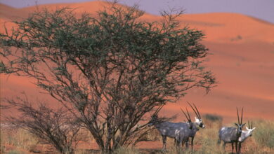 عروق بني معارض