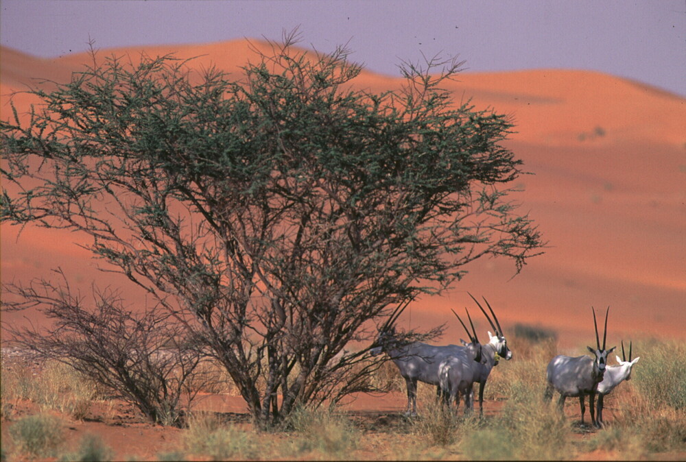 عروق بني معارض