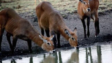 محمية جبل الحسانية السودانية