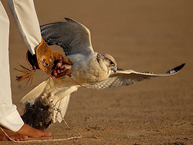 الصقارة