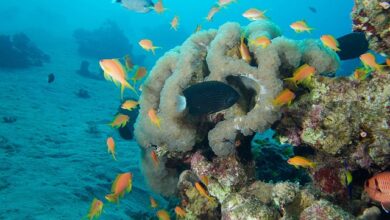 محمية العقبة البحرية