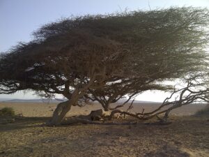 المناظر الطبيعية في إقليم أبخ