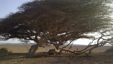 المناظر الطبيعية في إقليم أبخ