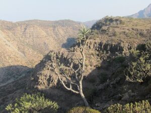 حديقة غابة داي الوطنية