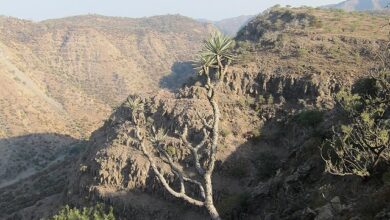 حديقة غابة داي الوطنية