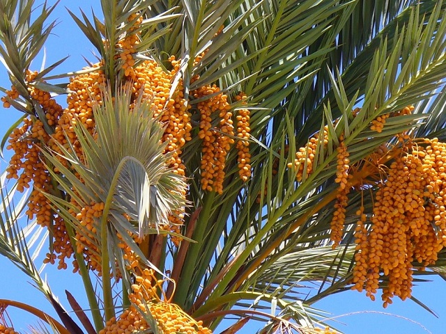 نخيل التمر