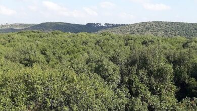 غابة أم الريحان