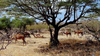 محمية جبل سمحان الطبيعية