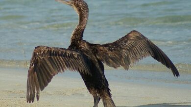 محمية جزيرة حوار