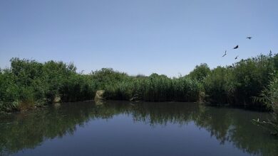 محمية الأزرق المائية