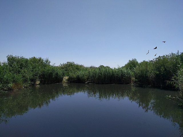 محمية الأزرق المائية