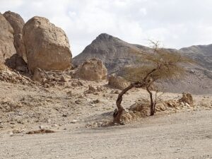 أودية الصحراء الشرقية في مصر