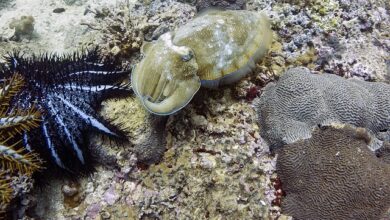 محمية جزر الديمانيات الطبيعية