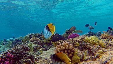 محمية رأس محمد