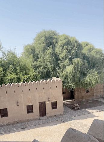 مسقط