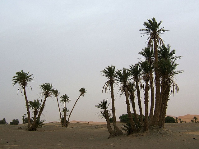 نخيل التمر