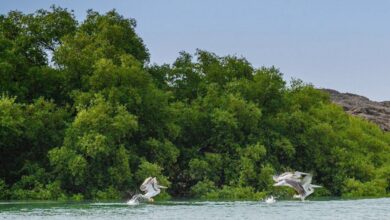 محمية جزر فرسان