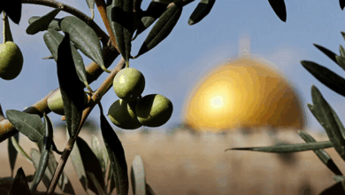 شجرة الزيتون المباركة