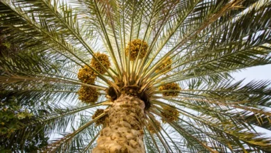 النخيل والتمر